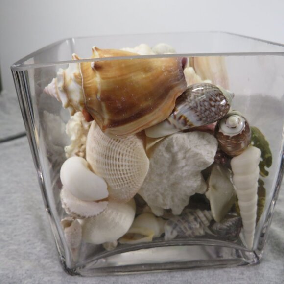 REAL Sea Shells & thick glass square vase 5" tall & wide OVER 4 POUNDS - Picture 11 of 16